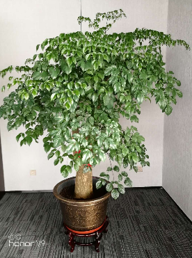 惠州销售绿化施工设计规范行业领先
