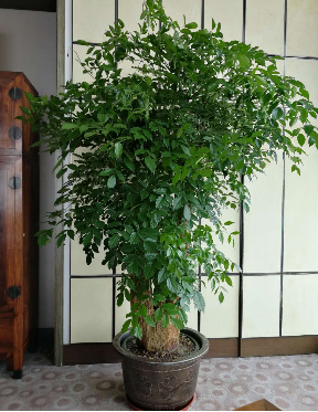 惠州销售绿化施工设计规范行业领先